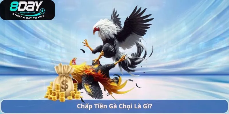 Chấp Tiền Gà Chọi Là Gì?